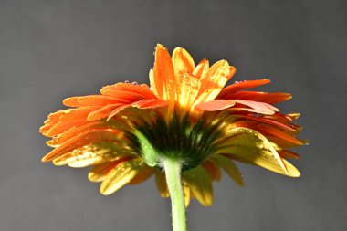 close up of beautiful gerbera  flower on dark background 