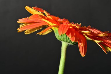 close up of beautiful gerbera  flower on dark background 