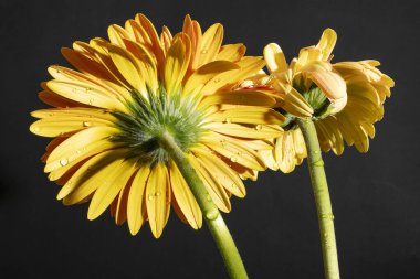 Siyah arka planda güzel Gerbera çiçeklerini kapatın. 