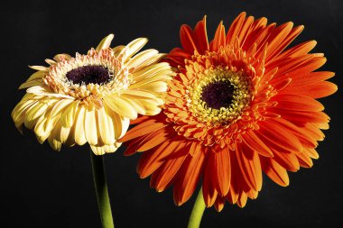 Siyah arka planda güzel Gerbera çiçeklerini kapatın. 