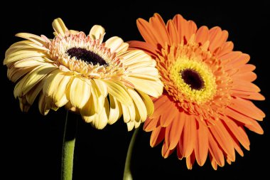 Siyah arka planda güzel Gerbera çiçeklerini kapatın. 
