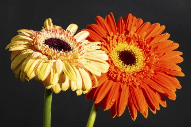 Siyah arka planda güzel Gerbera çiçeklerini kapatın. 