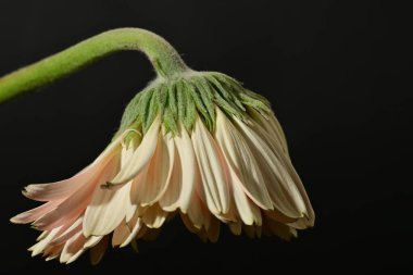 close up of beautiful gerbera  flower on dark background 