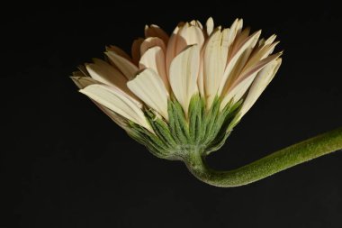 close up of beautiful gerbera  flower on dark background 