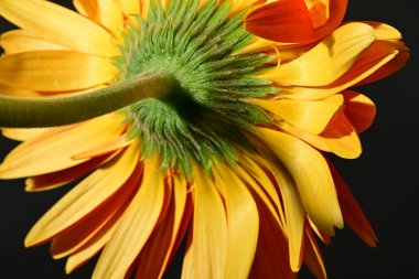 close up of beautiful gerbera  flower on dark background 