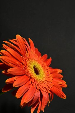 close up of beautiful gerbera  flower on dark background 