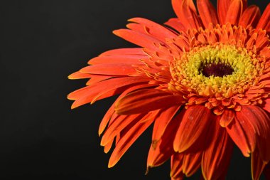 close up of beautiful gerbera  flower on dark background 