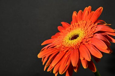 close up of beautiful gerbera  flower on dark background 