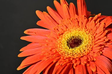 close up of beautiful gerbera  flower on dark background 