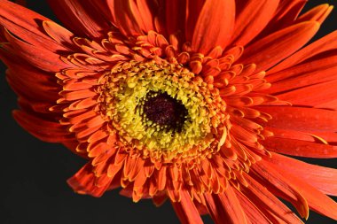 close up of beautiful gerbera  flower on dark background 