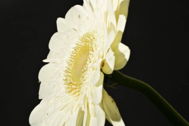 close up of beautiful gerbera  flower on dark background 