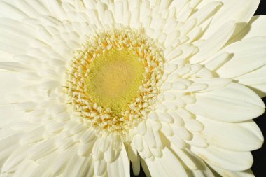 close up of beautiful gerbera  flower on dark background 