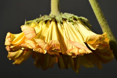 close up of beautiful gerbera  flower on dark background 