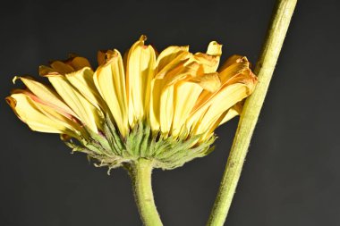 close up of beautiful gerbera  flower on dark background 