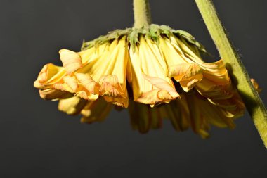 close up of beautiful gerbera  flower on dark background 