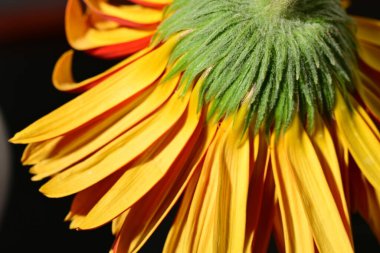 close up of beautiful gerbera  flower on dark background 