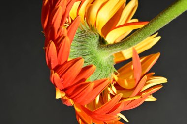 close up of beautiful gerbera  flower on dark background 