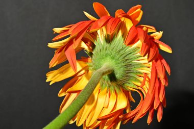 close up of beautiful gerbera  flower on dark background 