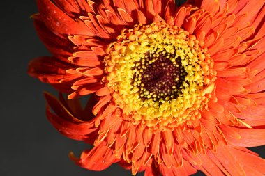 close up of beautiful gerbera  flower on dark background 