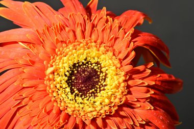 close up of beautiful gerbera  flower on dark background 