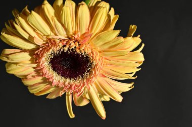 close up of beautiful gerbera  flower on dark background 