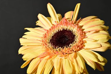 close up of beautiful gerbera  flower on dark background 