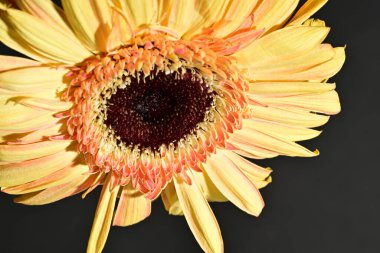 close up of beautiful gerbera  flower on dark background 