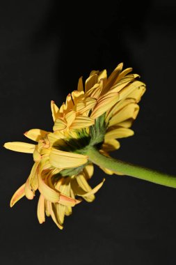 close up of beautiful gerbera  flower on dark background 