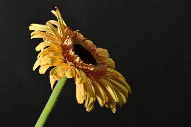 close up of beautiful gerbera  flower on dark background 