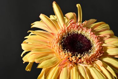 close up of beautiful gerbera  flower on black background 