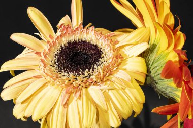 Siyah arka planda güzel Gerbera çiçeklerini kapatın. 