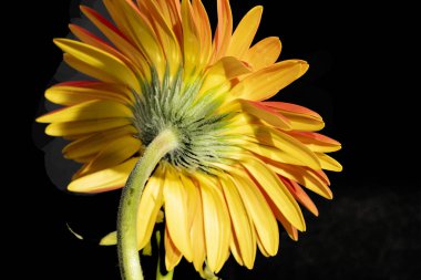 close up of beautiful gerbera  flower on dark background 