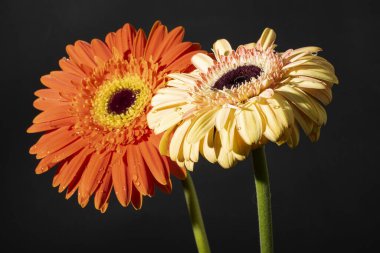 Siyah arka planda güzel Gerbera çiçeklerini kapatın. 