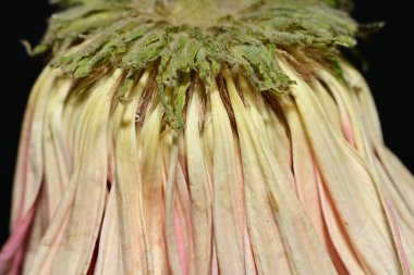 İzole edilmiş arka planda solmuş, kuru bir çiçek 