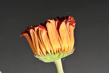 İzole edilmiş arka planda solmuş, kuru bir çiçek 