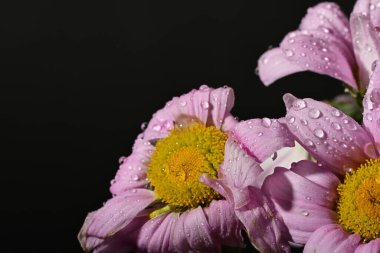Siyah arkaplandaki güzel çiçekleri kapat 