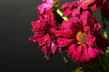 Siyah arkaplandaki güzel çiçekleri kapat 