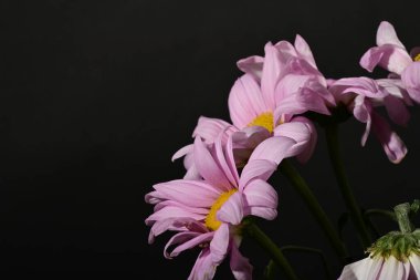 Siyah arkaplandaki güzel çiçekleri kapat 