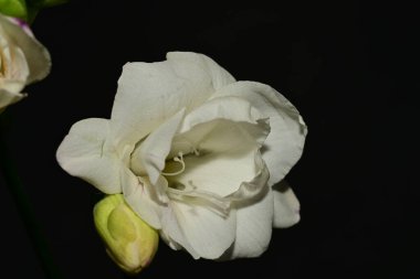 Siyah arkaplandaki güzel çiçekleri kapat 