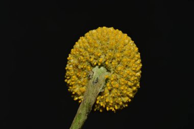 Koyu arkaplandaki güzel çiçeğe yaklaş 