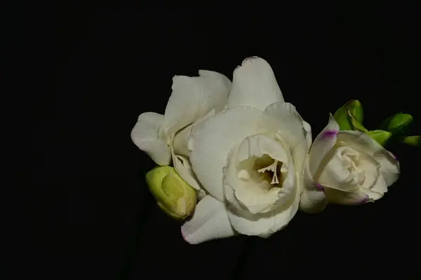 close up of beautiful  flowers on black background