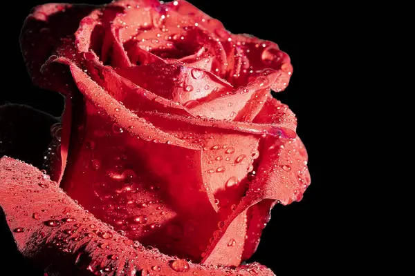 close up of beautiful rose  flower on dark background 