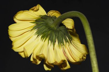 close up of beautiful gerbera  flower on dark background 