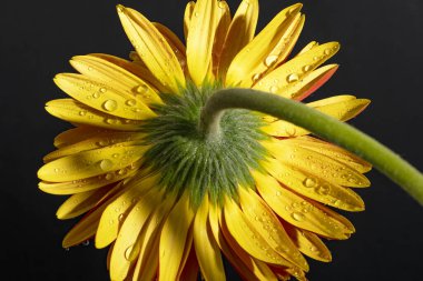 close up of beautiful gerbera  flower on dark background 