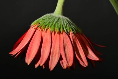 close up of beautiful gerbera  flower on dark background 