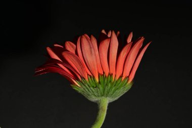 close up of beautiful gerbera  flower on dark background 