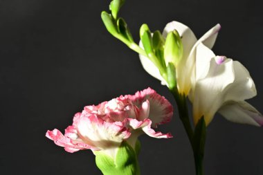 Siyah arkaplandaki güzel çiçekleri kapat 