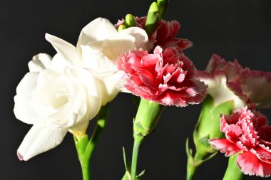 Siyah arkaplandaki güzel çiçekleri kapat 