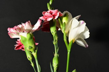 Siyah arkaplandaki güzel çiçekleri kapat 