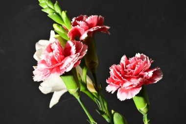 Siyah arkaplandaki güzel çiçekleri kapat 